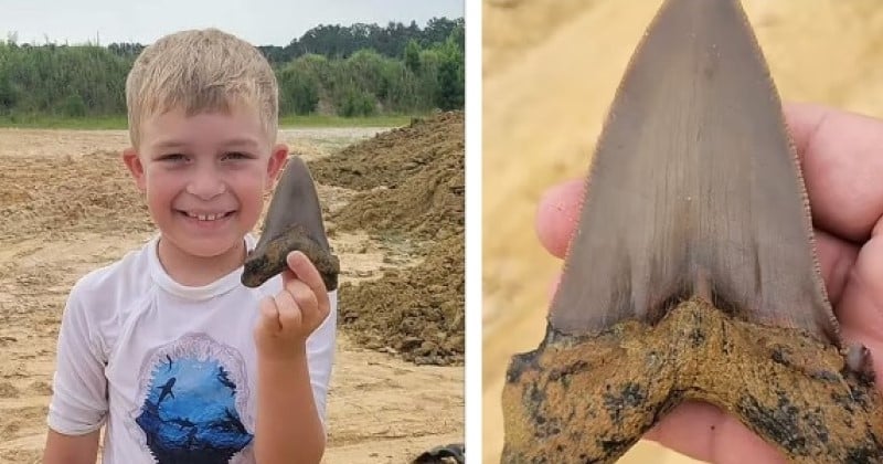 Un enfant de 8 ans découvre une gigantesque dent de requin préhistorique, vieille de plus de 20 millions d'années