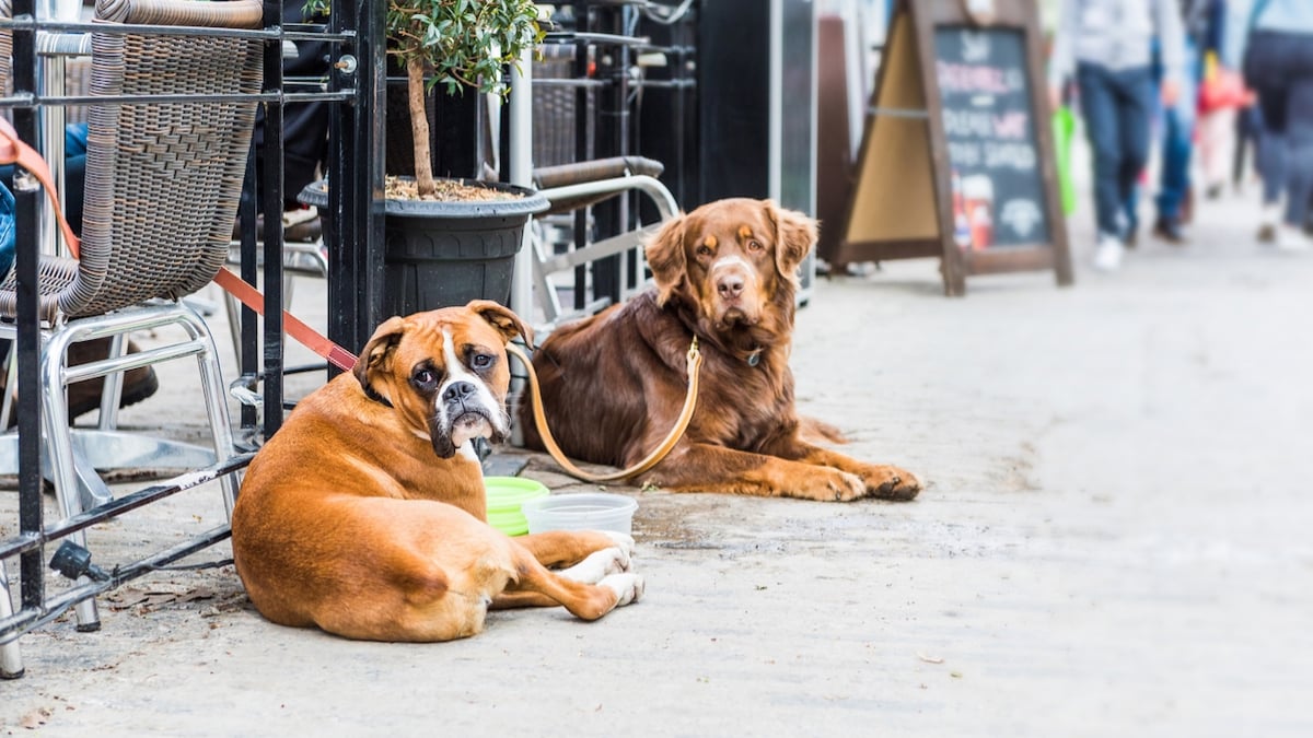 Italie : un glacier facture une gamelle d'eau 1,50 euro pour le chien d'un client