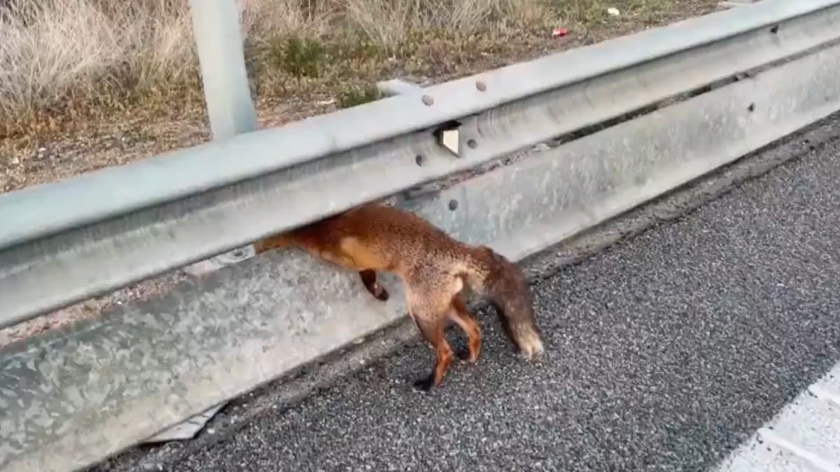 Un renard se retrouve la tête coincée sur l'autoroute, la vidéo de son sauvetage fait le buzz