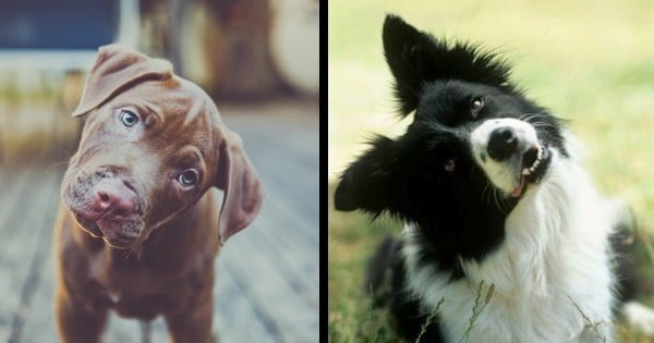 Pourquoi les chiens penchent-ils leur tête ? On a la réponse à cette question !