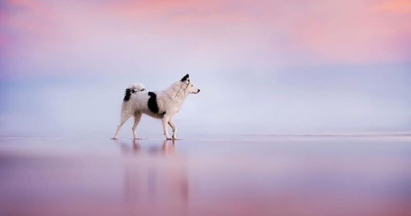 Ces chiens ont été photographiés dans des paysages naturels à couper le souffle