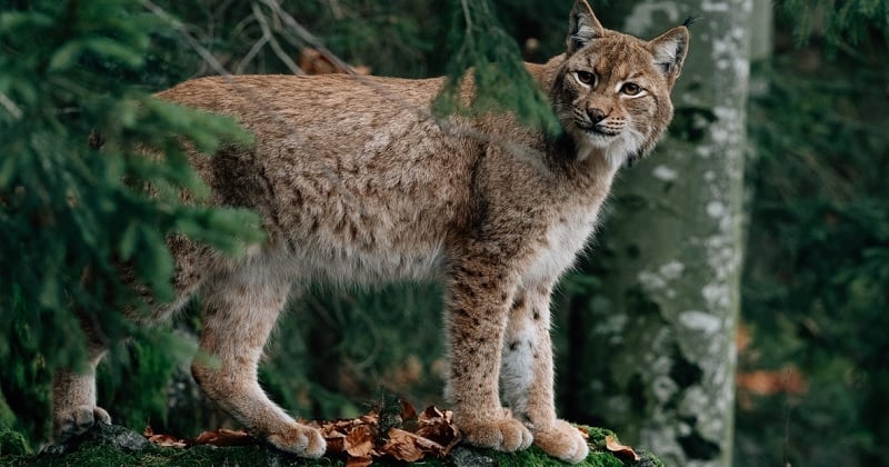 Jura : recueillis après avoir perdu leur mère, deux jeunes lynx ont été relâchés dans la nature