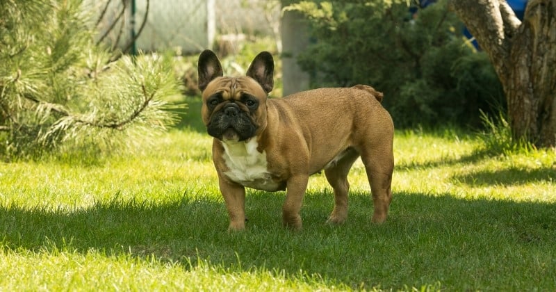 Bouledogue Français : 10 choses à savoir sur cette race de chien