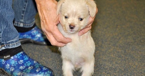 Faites la connaissance de Tumbles, le chiot a seulement 2 pattes, qui découvre ce que les scientifiques ont réalisé pour lui !