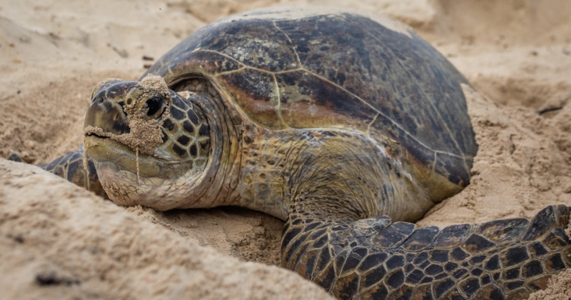 Seychelles : les tortues vertes reviennent alors qu'elles étaient en voie de disparition