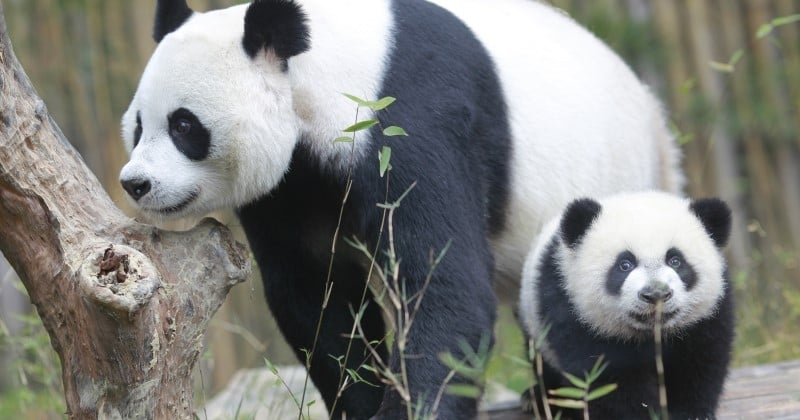 Zoo de Beauval : Huan Huan, la femelle panda, pourrait être maman pour la deuxième fois