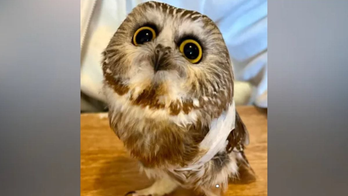 La chouette secourue