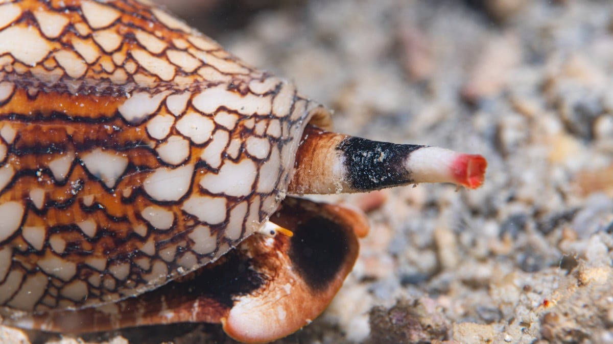 Cone coquillage dangereux