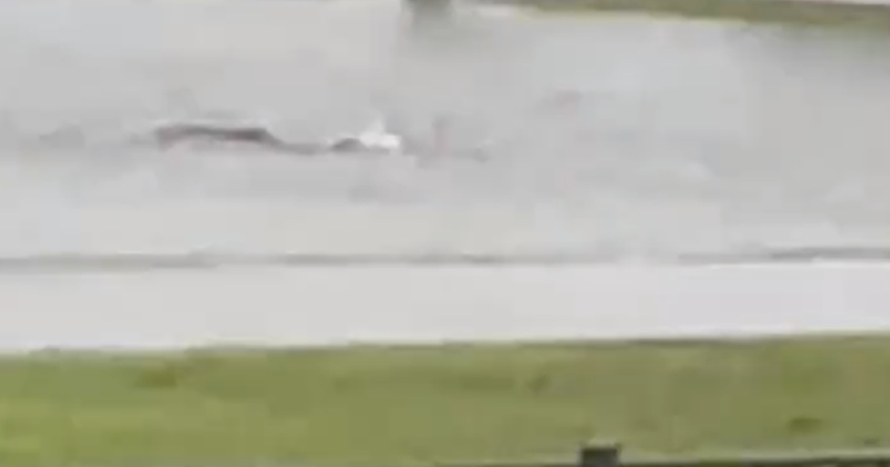 Ce requin a été filmé en train de nager en pleine rue après un ouragan en Floride