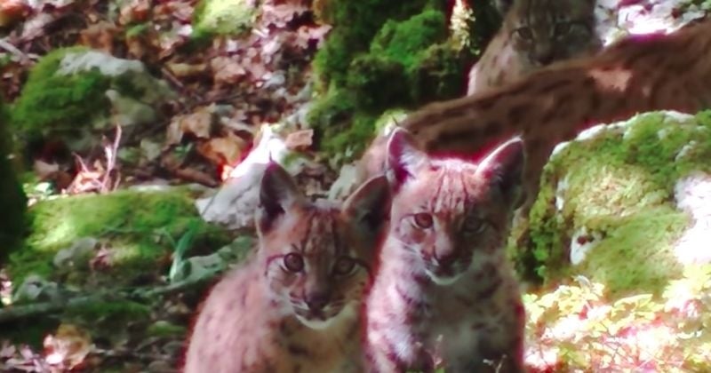 Il tombe nez à nez avec quatre bébés lynx dans le Doubs, une rencontre magique	