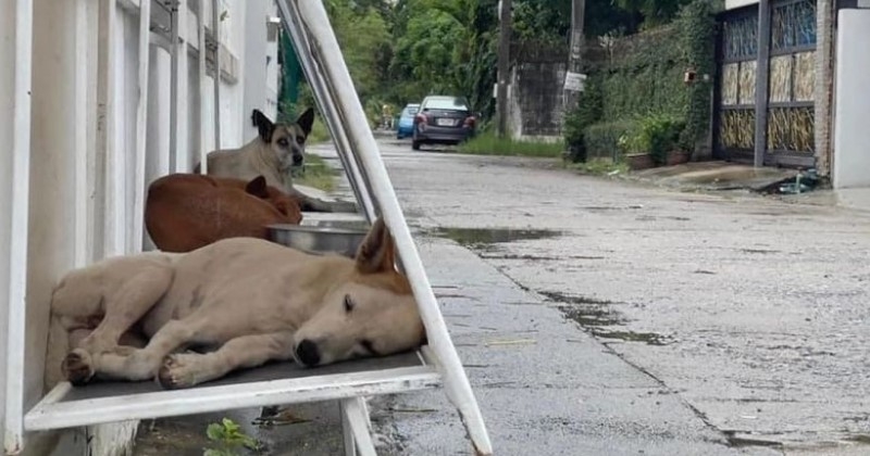 Thaïlande : ces abris pour chiens errants protègent les animaux des intempéries et leur fournissent de l'eau et de la nourriture