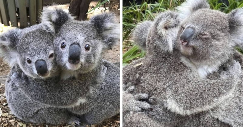 Ces koalas se câlinant dans un parc australien sont vraiment