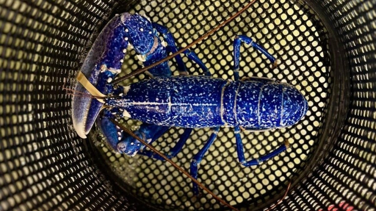 En Vendée, un pêcheur capture un homard bleu électrique, une spécimen extrêmement rare
