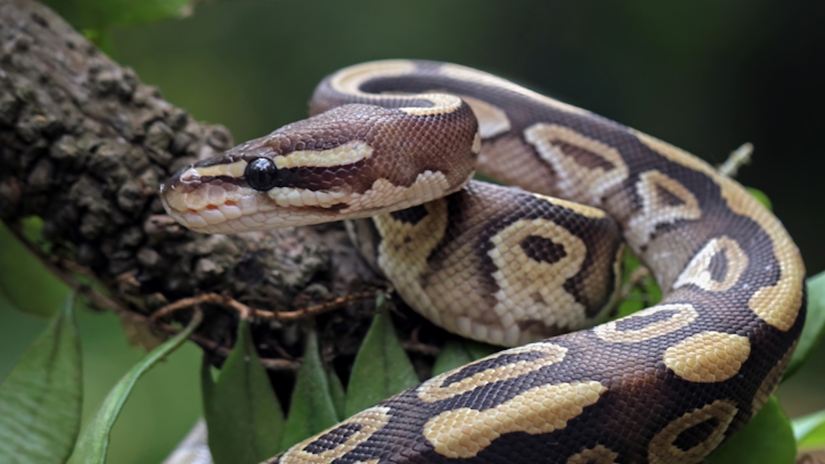 Des chercheurs révèlent que manger du serpent pourrait sauver la planète