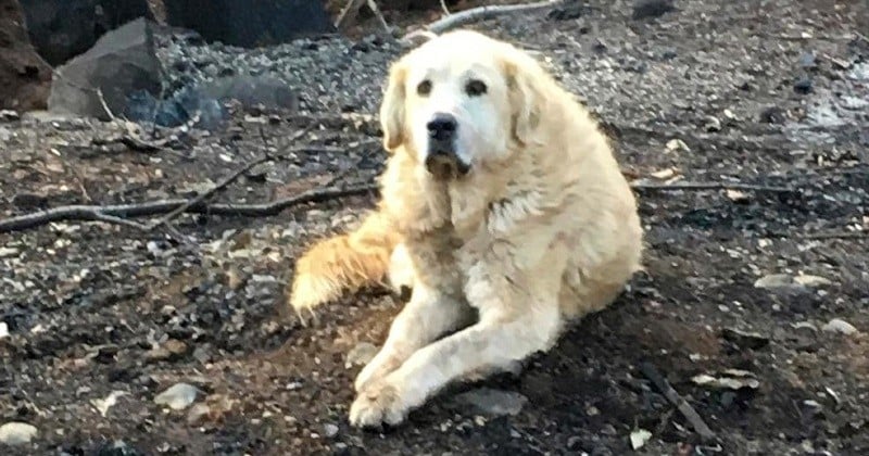 Un mois après les incendies de Californie, un couple retrouve leur chien sur les lieux de leur ancienne maison