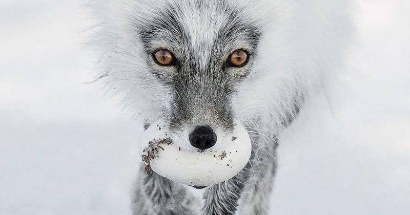 Les 12 finalistes du concours du « meilleur photographe animalier de l'année » ont été dévoilées, et leurs photos sont vraiment de toute beauté