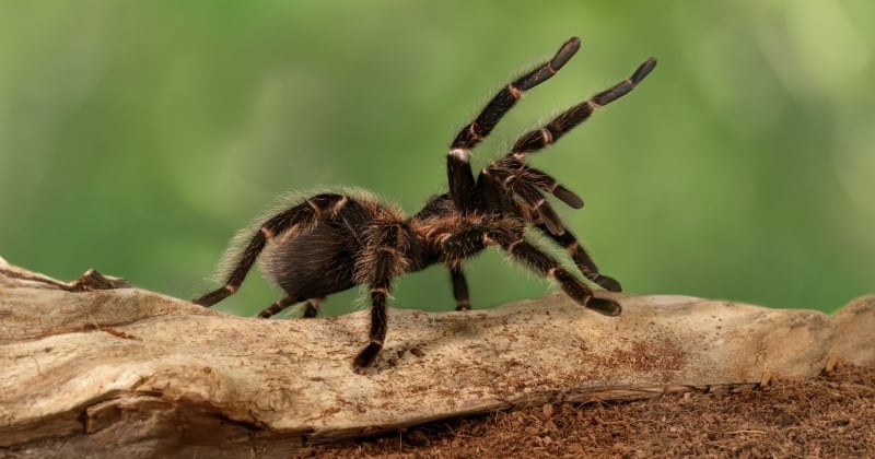 15 les plus grosses araignées du monde