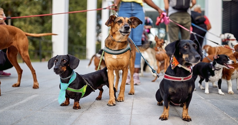 Londres : un travail propose un salaire de 116 000 euros par an pour garder deux chiots