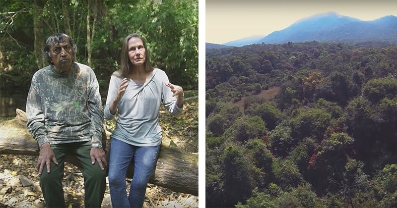 Ce couple a racheté cette forêt en 1991 pour la revitaliser, voici le résultat impressionnant 26 ans après !
