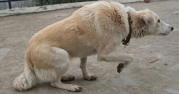 Si vous voyez votre chien en train de faire ça, il essaye de vous dire quelque chose d'important...