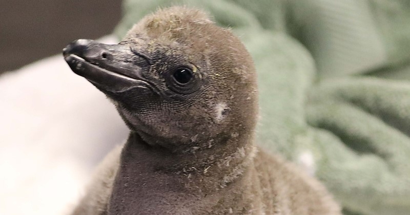 Dans ce zoo, deux manchots mâles s'occupent d'un poussin comme si c'était leur petit et font « un excellent travail »