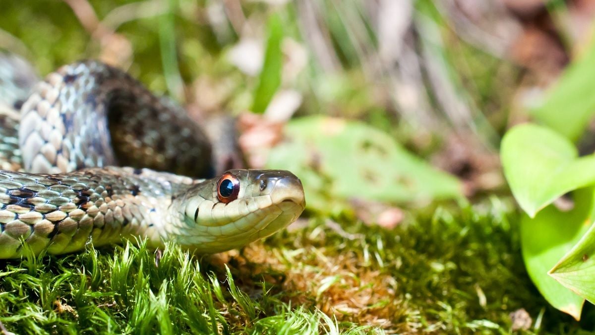Ne cultivez surtout pas ces 7 plantes, elles attirent les serpents dans votre jardin