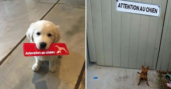 17 chiens de garde ultra-dangereux, qui vous attaqueront de toute leur mignonnitude !