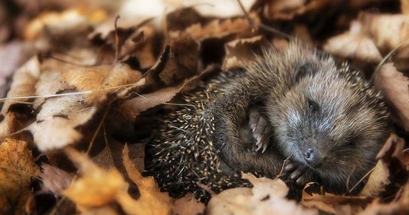 En plus d'être mignons, ces petits mammifères protègent votre jardin contre les limaces