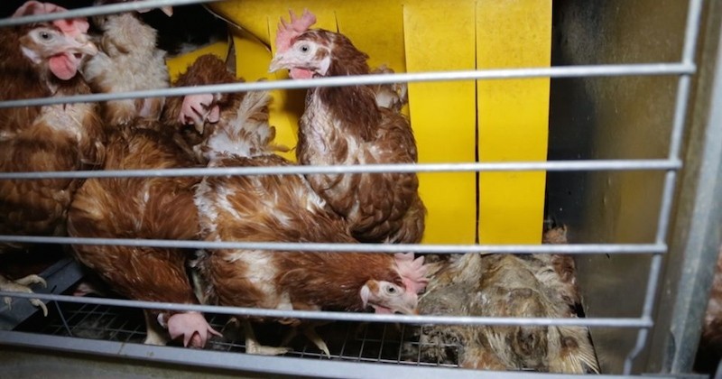 L214 demande l'arrêt de l'élevage des poules en batterie d'ici 2025 et le dénonce à travers une vidéo poignante