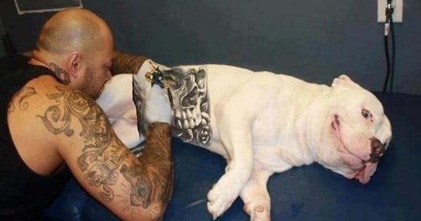Mobilisons-nous pour interdire les tatouages sur les animaux de compagnie aux États-Unis ! Inadmissible...