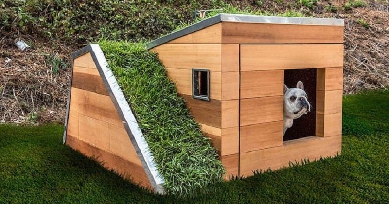 Pour aider une association de prévention à la cruauté envers les animaux, ce studio d'architecte a créé la niche parfaite