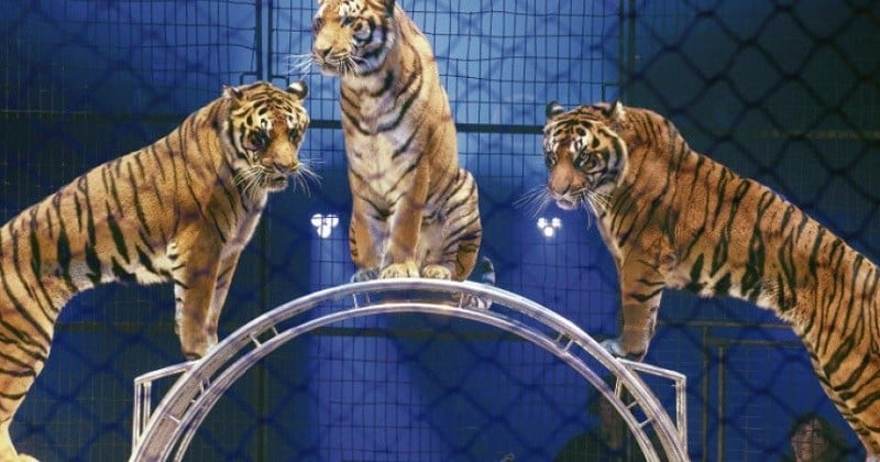 La ville de Montpellier interdit les cirques avec animaux sauvages