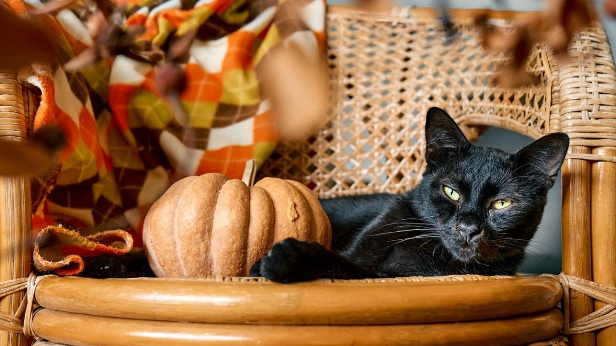 Dans cette ville, il est interdit d'adopter des chats noirs avant Halloween pour une raison étonnante