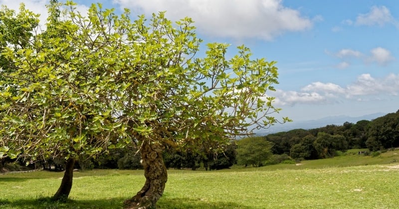 Attention, cet arbre aux fruits délicieux qui pousse en France est très toxique