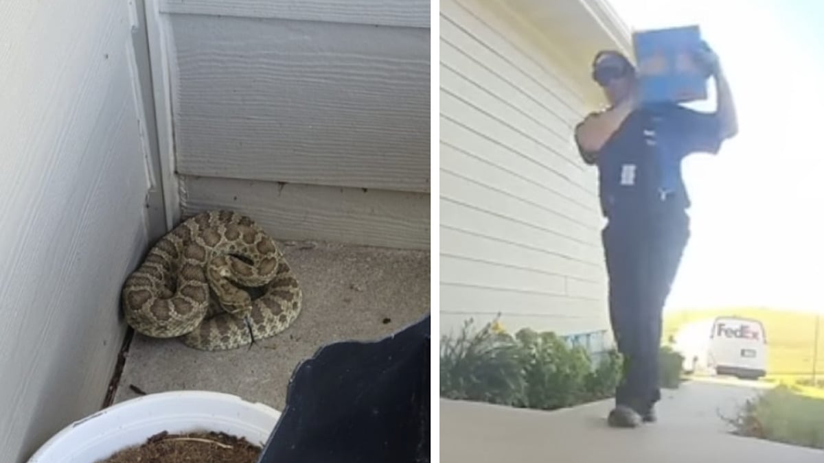 Un livreur aperçoit un serpent à sonnette devant une maison, sa réaction risque de vous surprendre 