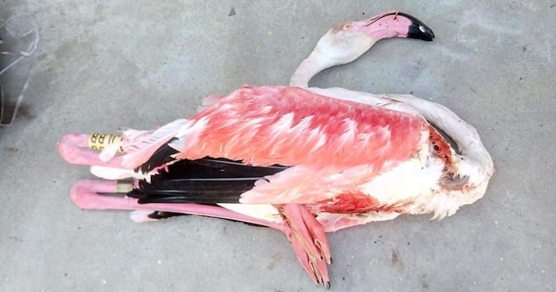 À la Grande-Motte, un flamant rose retrouvé mort sur un terrain de golf, victime d'un acte de chasse