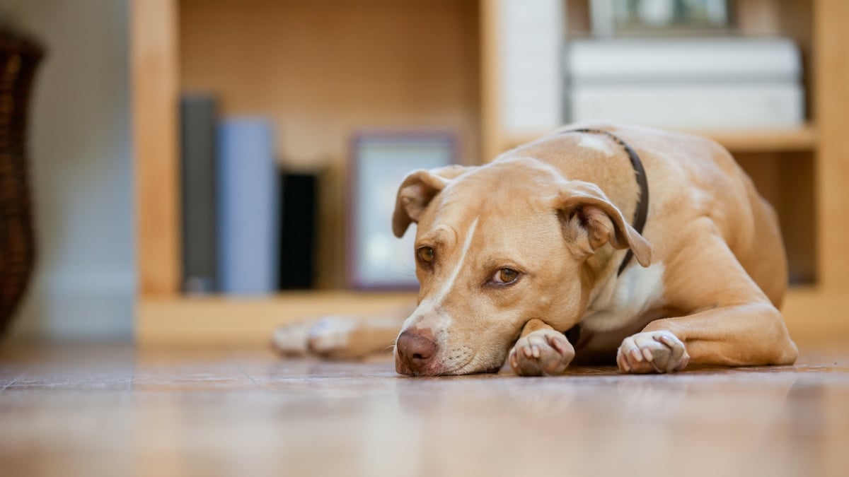 Vacances : laisser son animal de compagnie seul à la maison, quels risques ?