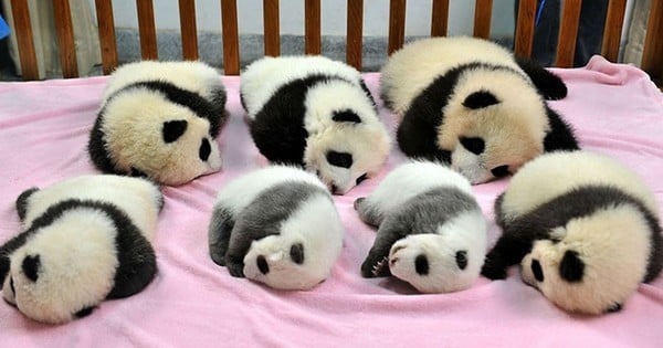 Non, ces bébés pandas ne sont pas des peluches, ils sont bien réels et ils sont à croquer !