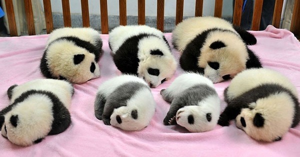 Non, ces bébés pandas ne sont pas des peluches, ils sont bien réels et ils sont à croquer !