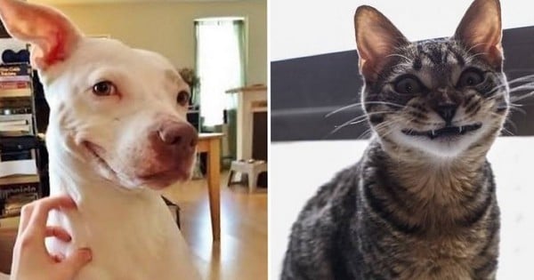 Qui a dit que les animaux ne souriaient jamais ? Voici 15 photographies qui prouvent le contraire !