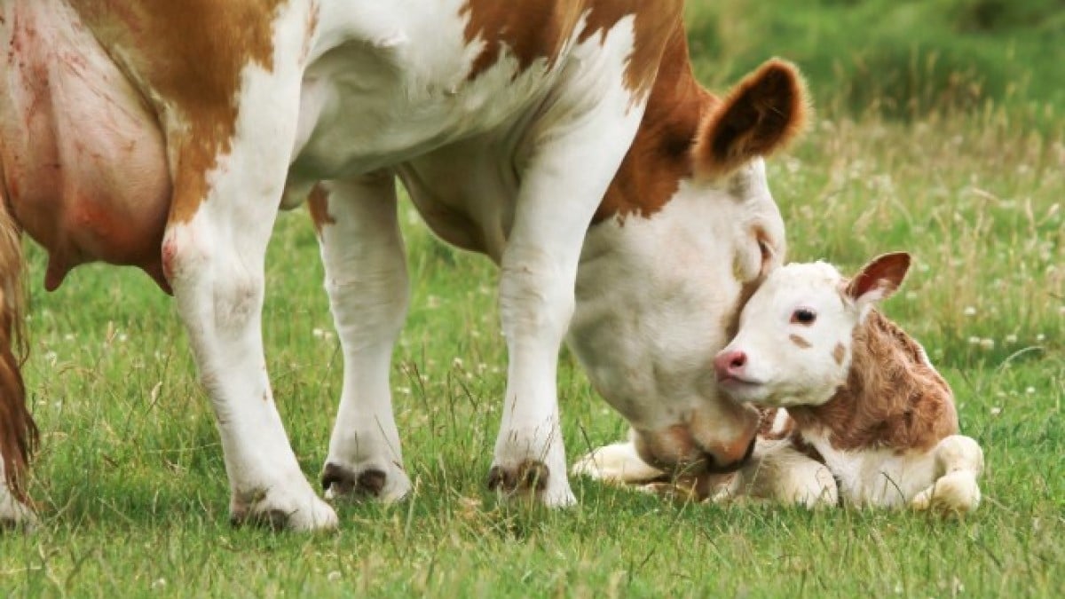 Une vache a donné naissance à des triplés, une grande première dans cette ferme du Nord