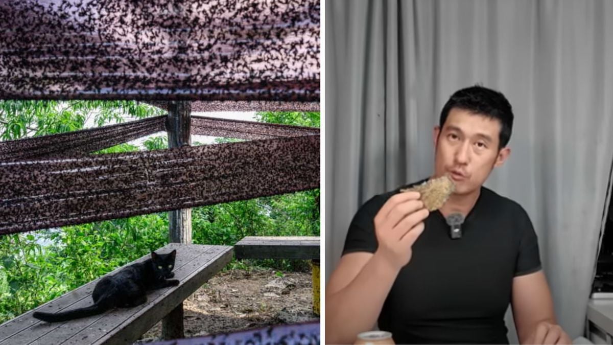 Un YouTubeur fait des steak de mouches