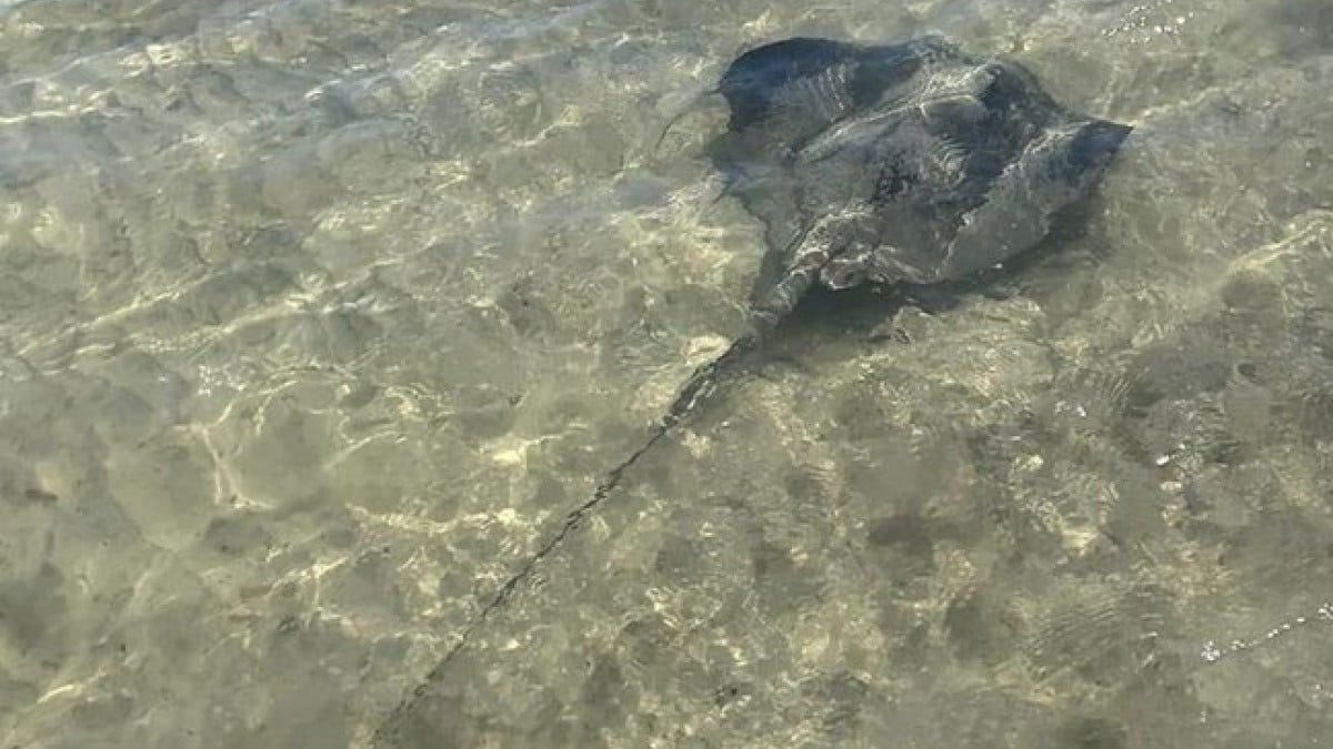 Plusieurs plages de Marseille fermées après l'apparition de raies sur le rivage