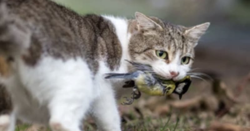 Pourquoi votre chat rapporte-t-il ses proies à la maison ?