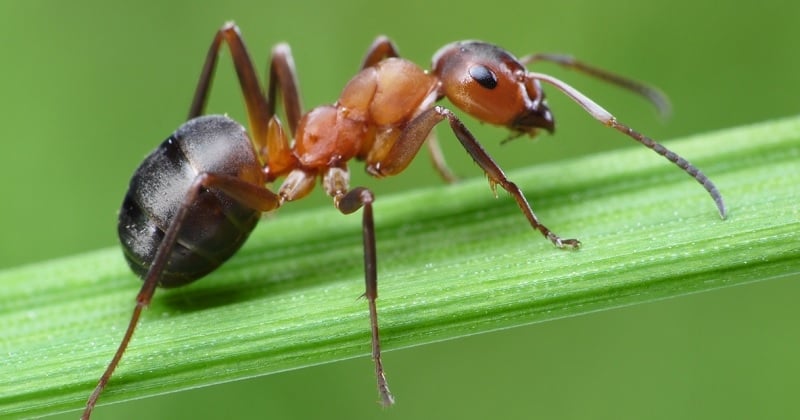 Voici combien il y a de fourmis sur Terre selon le scientifiques, le nombre est impressionnant