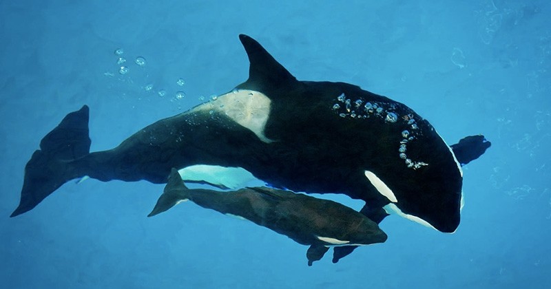 	  La dernière orque née en captivité dans un parc Seaworld est décédée à seulement trois mois