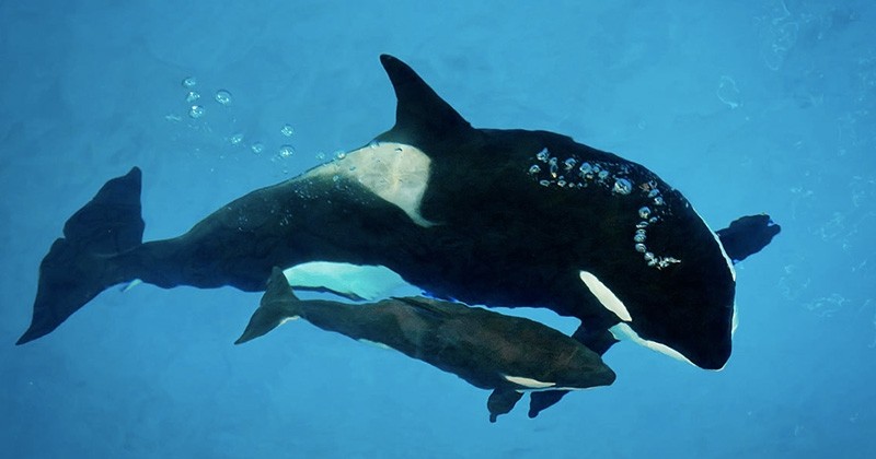 La dernière orque née en captivité dans un parc Seaworld est décédée à seulement trois mois