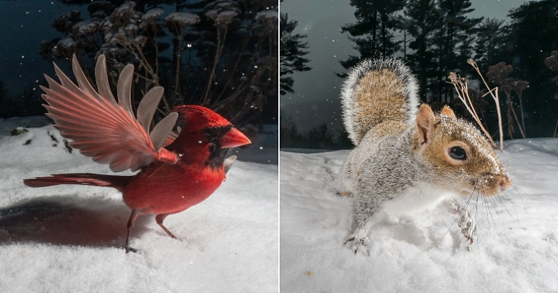 Elle immortalise les animaux qui viennent se nourrir dans son jardin grâce à un appareil photo à déclenchement automatique