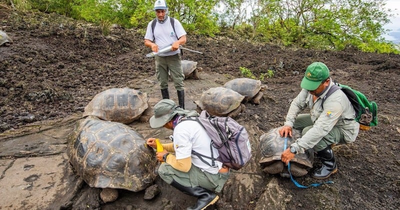 30 tortues géantes issues d'espèces disparues ont été retrouvées dans les îles Galapagos	