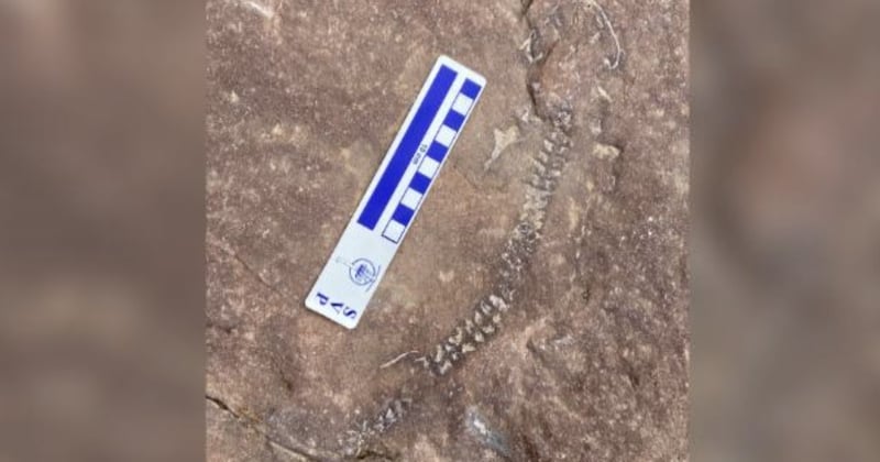 États-Unis : des paléontologues ont découvert le fossile d'un petit animal vieux de 300 000 millions d'années 